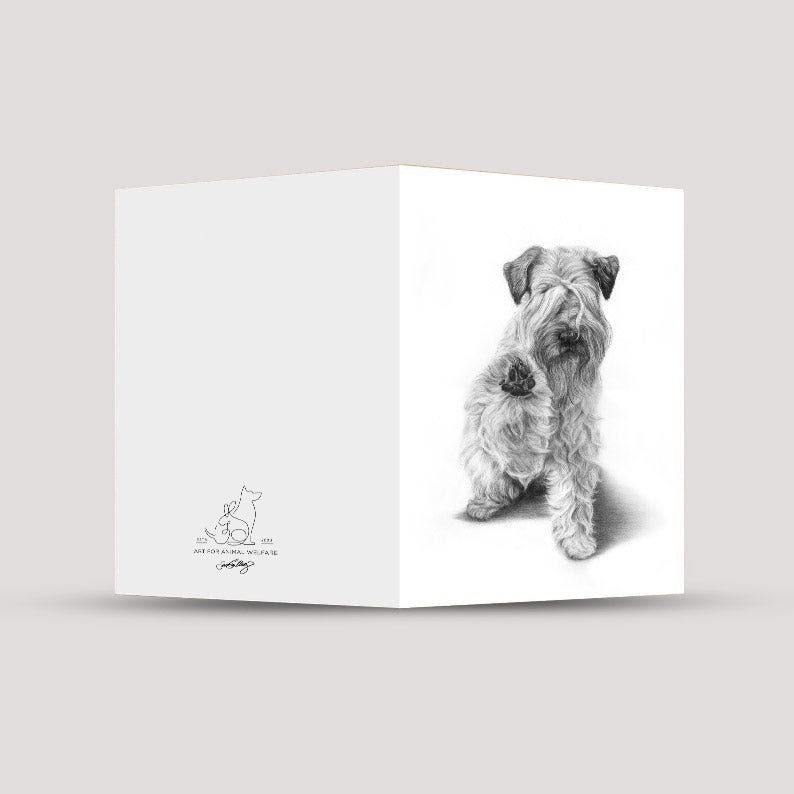 Vykort - Irish Soft Coated Wheaten Terrier